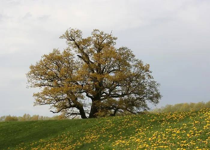 Отель Parkhotel 4*